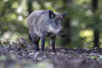 Wild boar (Sus scrofa), Vulkaneifel, Rhineland-Palatinate, Germany, Europe