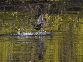 Teichhuhn (Gallinula chloropus), zwei männliche Vögel kämpfen im Wasser eines Sees um das Nistrecht