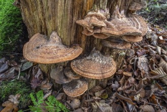 Oak mazegill, thick-walled maze polypore, maze-gill fungus, oak-loving maze polypore (Fomitopsis
