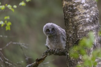 One young long-eared owl (Asio otus), sitting on a branch of a tree. Green vegetation in the