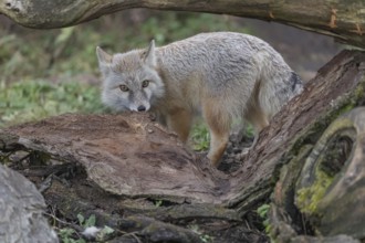 One corsac fox (Vulpes corsac) hiding behind the roots of a tree