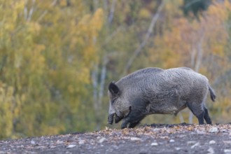 One wild boar or wild pig (Sus scrofa), walking over an opening in early morning light, searching