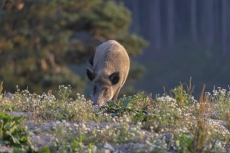 One adult wild boar or wild pig (Sus scrofa) searching for food on a flowering meadow in late