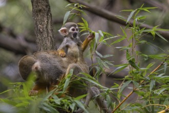 One female Central American squirrel monkey, Saimiri oerstedii, carrying her baby. Green vegetation