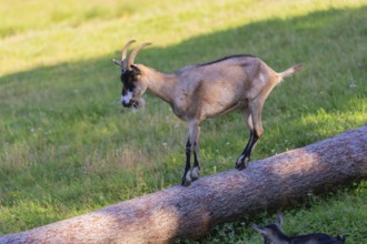 One Tauernschecke goat, Capra aegagrus hircus, standing on a tree trunk lying on meadow