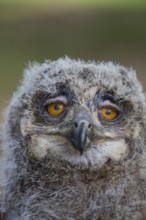 Portrait of an juvenile Eurasian Eagle Owl, Bubo bubo. Green vegetation in the background