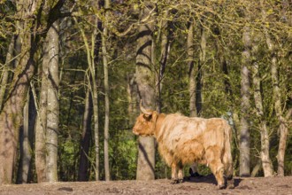 One Highland cow (Bos primigenius) taurus) stands at a forest edge