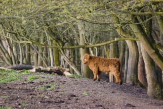 One Highland calf (Bos (primigenius) taurus) stands at a forest edge