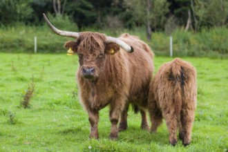 One Highland cow (Bos primigenius taurus) suckling her calf