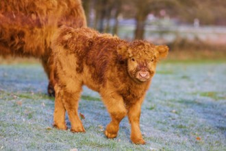 One Highland cow (Bos (primigenius) taurus) stands grazing on a meadow