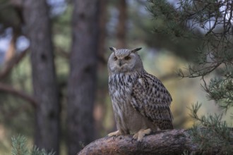 One Siberian Eagle Owl (Bubo bubo sibiricus) sitting on a branch in a forest