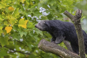 One binturong (Arctictis binturong), or bearcat balancing over branches framed by green leafs