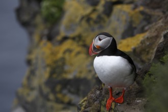 Atlantic Puffin, Common Puffin. Fratercula arctica, at the cliffs of Latrabjarg, Iceland, Europe