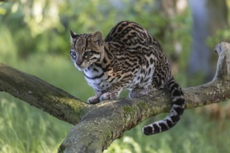 One Ozelot, Leopardus pardalis, resting on a fallen tree with green vegetation in the background