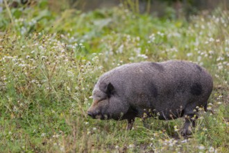 One Minipig, Sus scrofa domesticus, standing in a flowering meadow