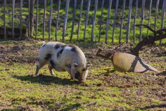 One Minipig, Sus scrofa domesticus, stands in a meadow, searching for food