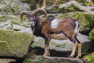 A male European mouflon (Ovis aries musimon) stands on a rocky slope