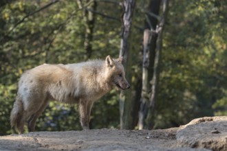 One young Arctic wolf (Canis lupus arctos) standing in a small forest opening with some green