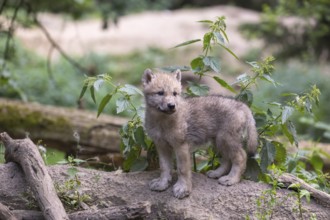 One four weeks old Arctic wolf cub (Canis lupus arctos) standing on a dry dam of a pond with green