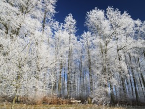 Beech woodland (Fagus sylvatica), covered in hoarfrost against a deep blue sky in winter, beside