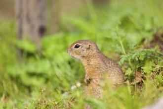 An adult European ground squirrel (Spermophilus citellus) or European souslik sits in green gras