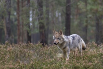 One young male eurasian gray wolf (Canis lupus lupus) running thru a forest with rocks and heather.