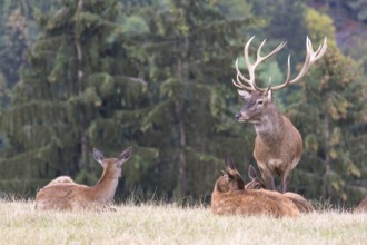 Red Deer buck standing on a meadow in autumn. Accompanied by some females. Trees in background