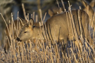 Roe deer standing in hoar frosted dead stinging nettle at minus 15 °C at sunrise. Licking off the