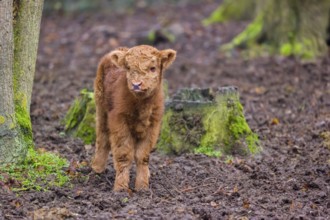 A Highland calf (Bos primigenius taurus) stands in a forest