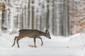 One young male Roe Deer, Roe buck (Capreolus capreolus), walking through a forest in deep snow.
