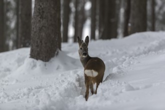 One young male Roe Deer, Roe buck (Capreolus capreolus), walking through a forest in deep snow.