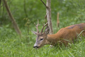 One male Roe Deer, Roe buck (Capreolus capreolus), walking on the forest floor through dense