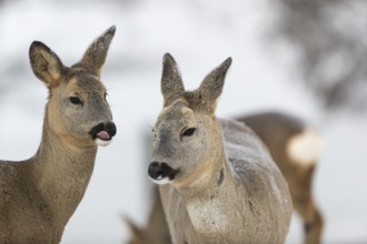 Roe deer portrait with neutral background