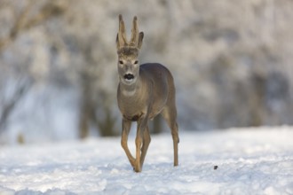One male Roe Deer, (Capreolus capreolus), walking over a snowy meadow. Snow covered trees in the
