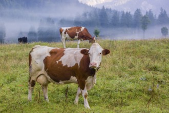 A herd of Holstein Friesian cows stand grazing in a meadow on a foggy day, while an mountain range