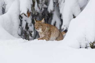 One young male Eurasian lynx, (Lynx lynx), walking over a deep snow covered meadow with a forest in