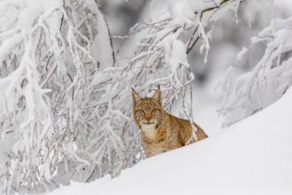 One young male Eurasian lynx, (Lynx lynx), walking through deep snow covered undergrowth in a