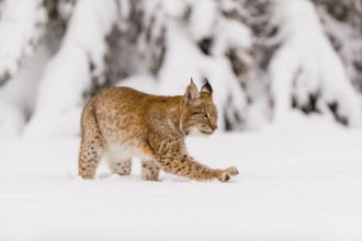 One young male Eurasian lynx, (Lynx lynx), walking over a deep snow covered meadow with a forest in