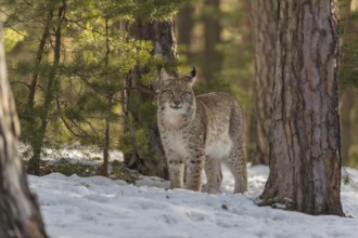 One young male Eurasian lynx, (Lynx lynx), standing on a snow covered forest ground in early
