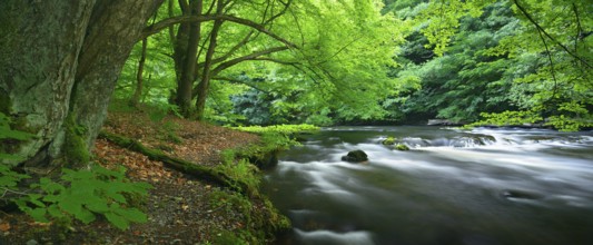 The River Bode with rapids in the Bode Valley between Thale and Treseburg, Harz Mountains,