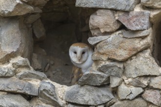 One barn owl (Tyto alba) sitting in a hole in a wall of a ruin of a monastery