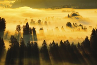 Fog and forest at the Rothenthurm high moor, Canton Schwyz, Switzerland, Europe
