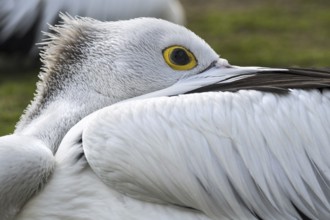 Australian pelican (Pelecanus conspicillatus) resting with bill tucked between wing feathers