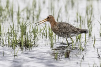 Black-tailed Godwit (Limosa limosa), Lower Saxony, Germany, Europe