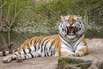 Siberian tiger (Panthera tigris tigris) lying in a forest, captive, incidence in Russia and