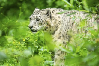 Snow leopard (Panthera uncia syn. Uncia uncia) in the forest, Germany, Europe