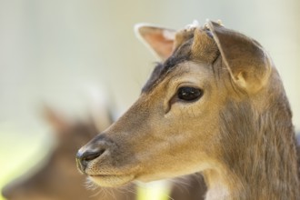 Fallow deer (Dama dama) doe, portrait, in a forest, Bavaria, Germany, Europe