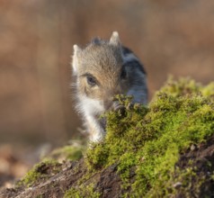 Wild boar, wild boar (Sus scrofa), young boar looking for food at an old tree stump in the forest,