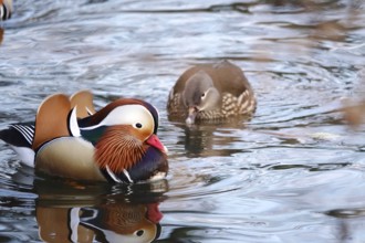 Mandarin ducks in a lake, winter, Germany, Europe