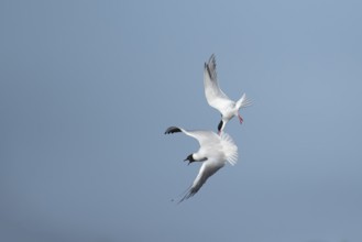 Common tern (Sterna hirundo) adult bird flying attacking a Black-headed gull (Chroicocephalus